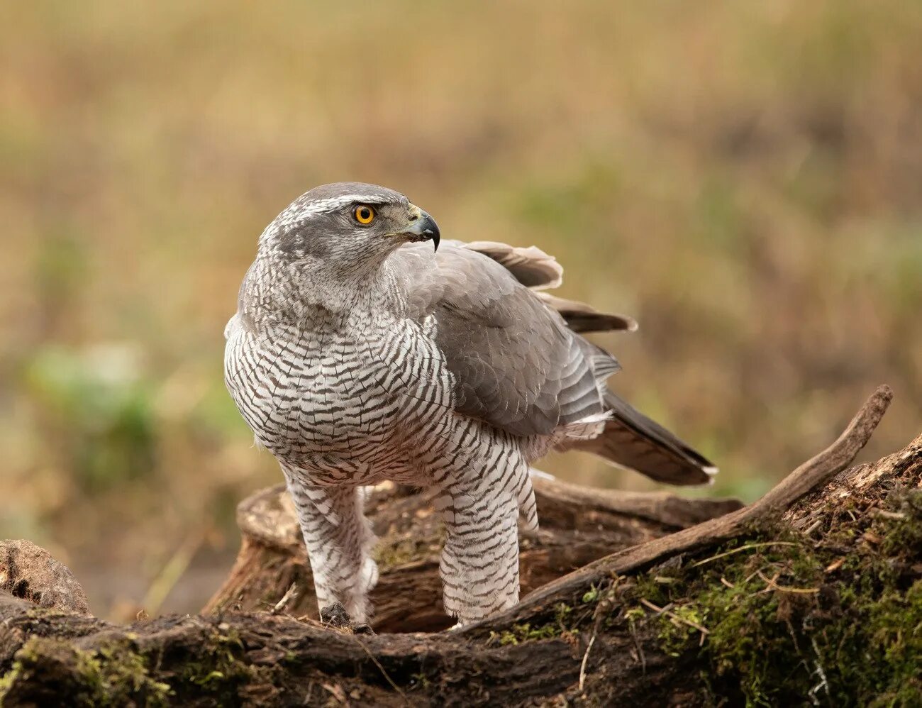 Ястреб тетеревятник лапы. Ястреб-тетеревятник. Хищная ястребиных. Сокол сапсан клюв. Ястреб-тетеревятник.
