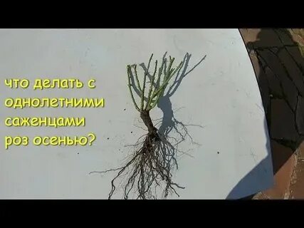 Купила саженец розы в апреле что делать