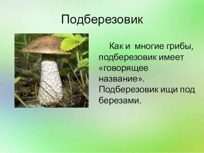 Почему подберезовик. Доклад про грибы под берёзовик. доклад про гриб подберезовик. доклад о подберезовике. информация о грибе подберёзовик.