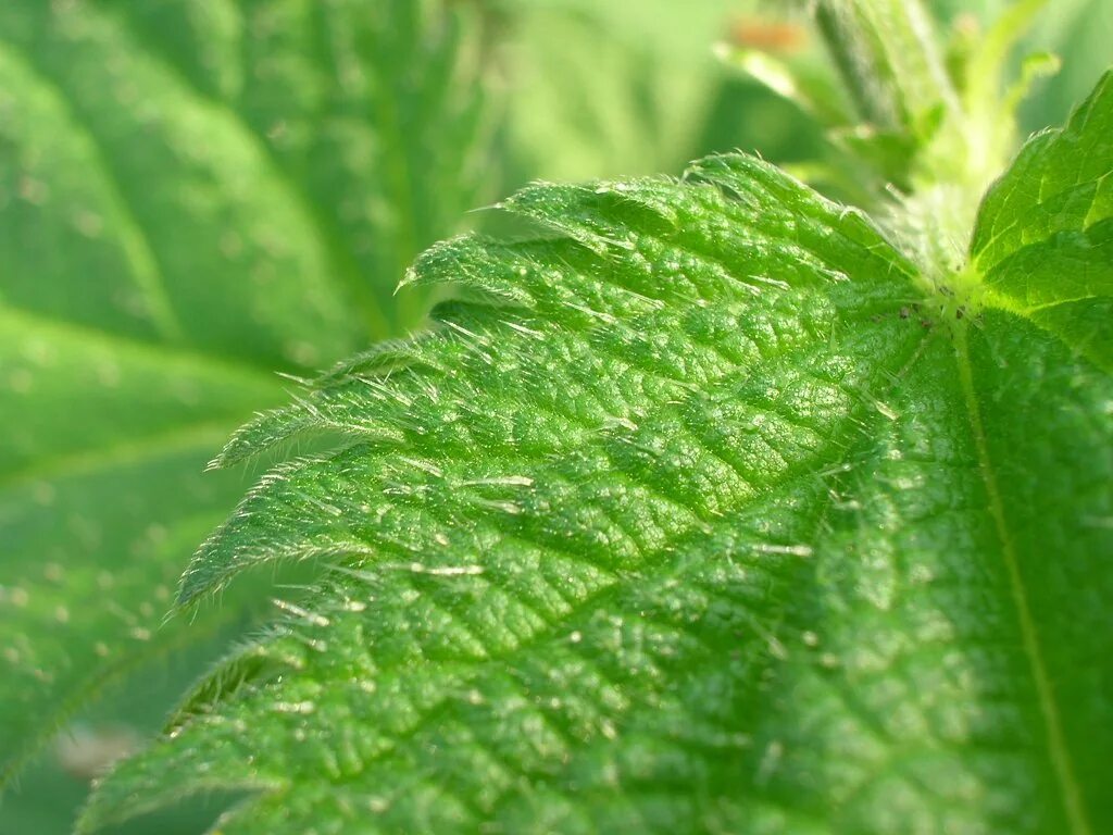 Крапива повышает. Крапива (Urtica dioica). Крапива Онгаонга. Ворсинки крапивы. Трихомы крапивы.