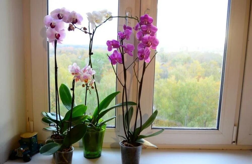 Орхидея комнатная. Фаленопсис цветок комнатный. Орхидеи на подоконнике. Орхидея в горшке на подоконнике. Орхидеи зимой как ухаживать