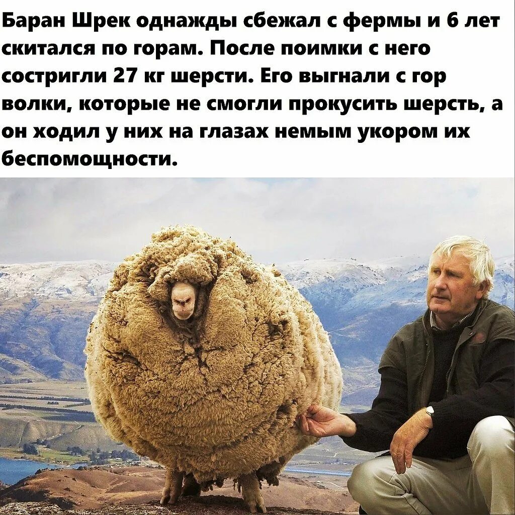 Овца заблудилась. Овца которая потерялась в горах. баран шрек. овца потерялась и обросла.