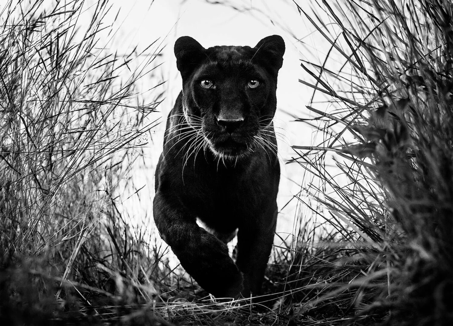 Дэвид Ярроу фотография доверие. Пантера. Черная пантера. Пума черная.