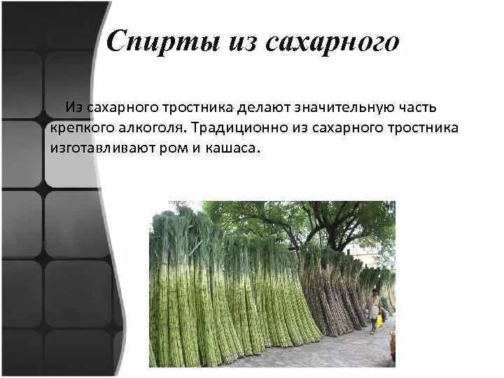 Из сахарного тростника получается 22 сахара. Сахарный тростник жизненная форма. сахарный тростник строение. этанол из сахарного тростника. панели из сахарного тростника.