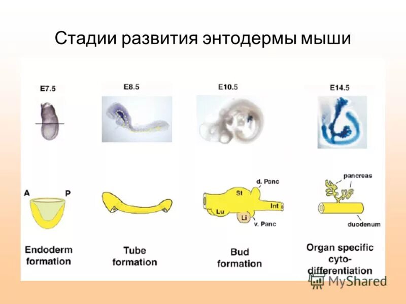 Энтодерма позвоночных животных. Развитие производных энтодермы. Производные энтодермы у человека. Формирование энтодермы стадия. Производными энтодермы являются.