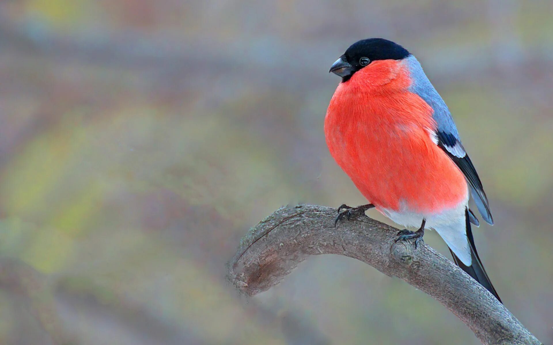 Синяя синица розовый снегирь. Синяя синица розовый снегирь. Птичка с розовой грудкой но не снегирь. Малиновогрудая петроика птица. Снигирт стихотворение.