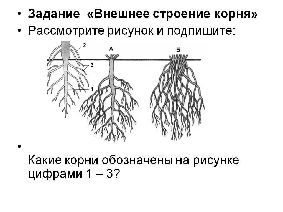 Задания строение корня. Корневая система растений схема. Корневая система 6 класс биология. Корневые системы растений ЕГЭ биология. Корневые системы схема ЕГЭ.