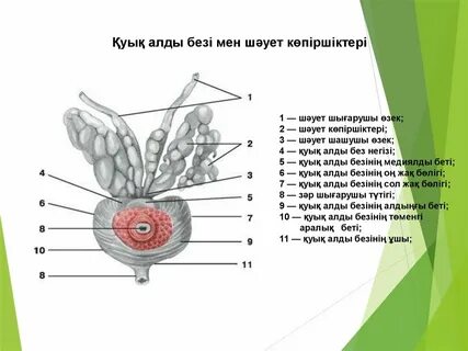 Ұзын кеуделі брюнеткамен жыныстық қатынас