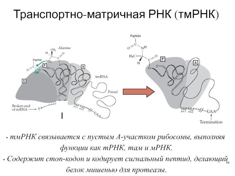 Каталитическая рнк. Транспортно матричная РНК. А центр рибосомы функция. Каталитические центры рибосом. Пептидный центр рибосомы.