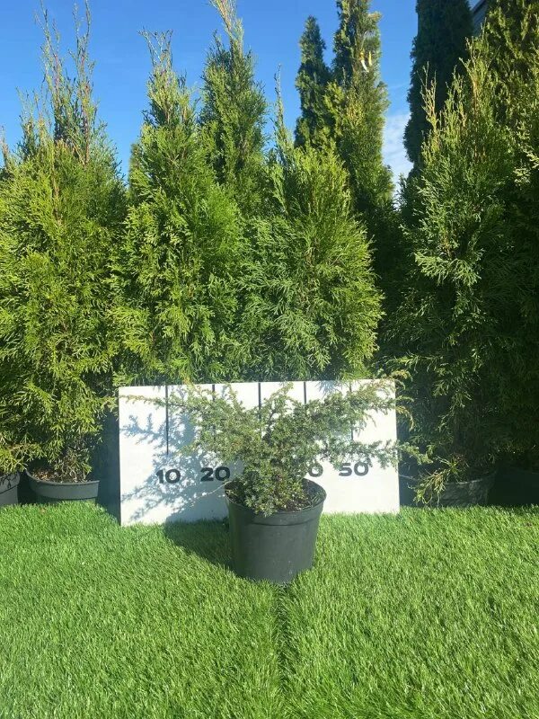 можжевельник бартон. можжевельник даурский. Juniperus communis barton зимостойкость. можжевельник обыкновенный barton.