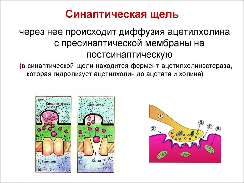 Схема холинергического синапса фармакология. Ацетилхолин синаптическая щель. Механизм активации холинорецепторов постсинаптической мембраны. Работа синапса. Ацетилхолин в синаптической щели.