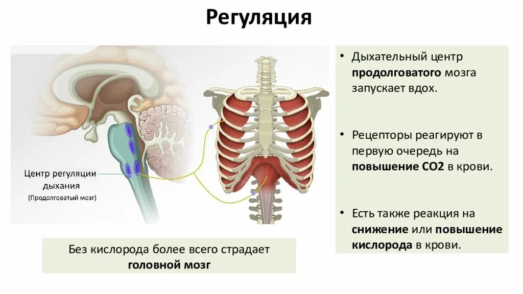 Центр произвольных дыхательных движений. Регуляция дыхания дыхательный центр. Центр вдоха в продолговатом мозге. Дыхательный центр продолговатого мозга. Регуляция дыхания продолговатый мозг.