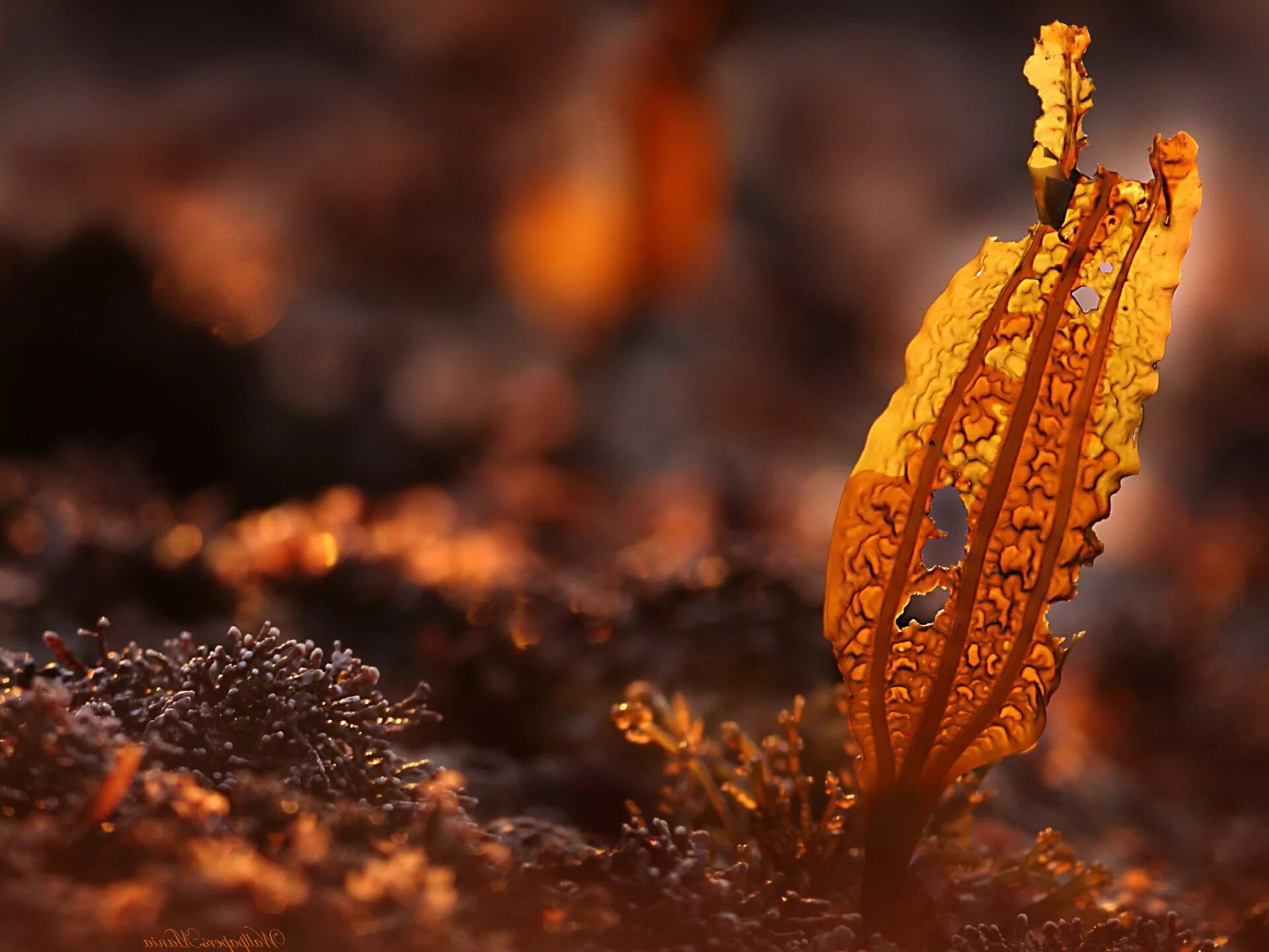 Macro
