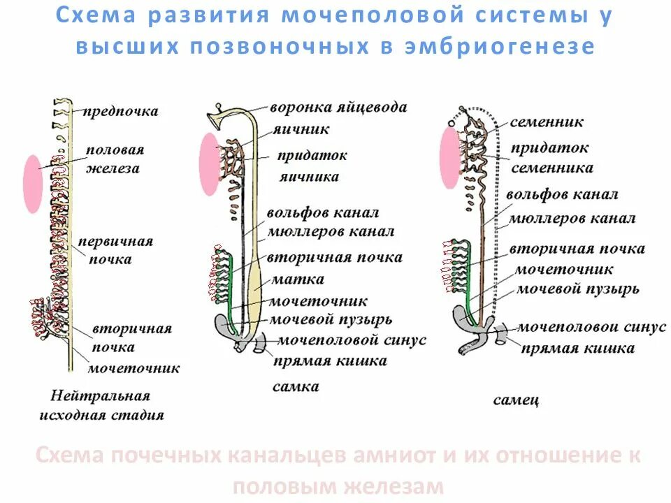 Развитие мочевыделительной системы. Филогенез мочеполовой системы позвоночных. эволюция выделительной системы схема. филогенез мочевыделительной и половой систем позвоночных животных. хордовые эволюция выделительной системы.