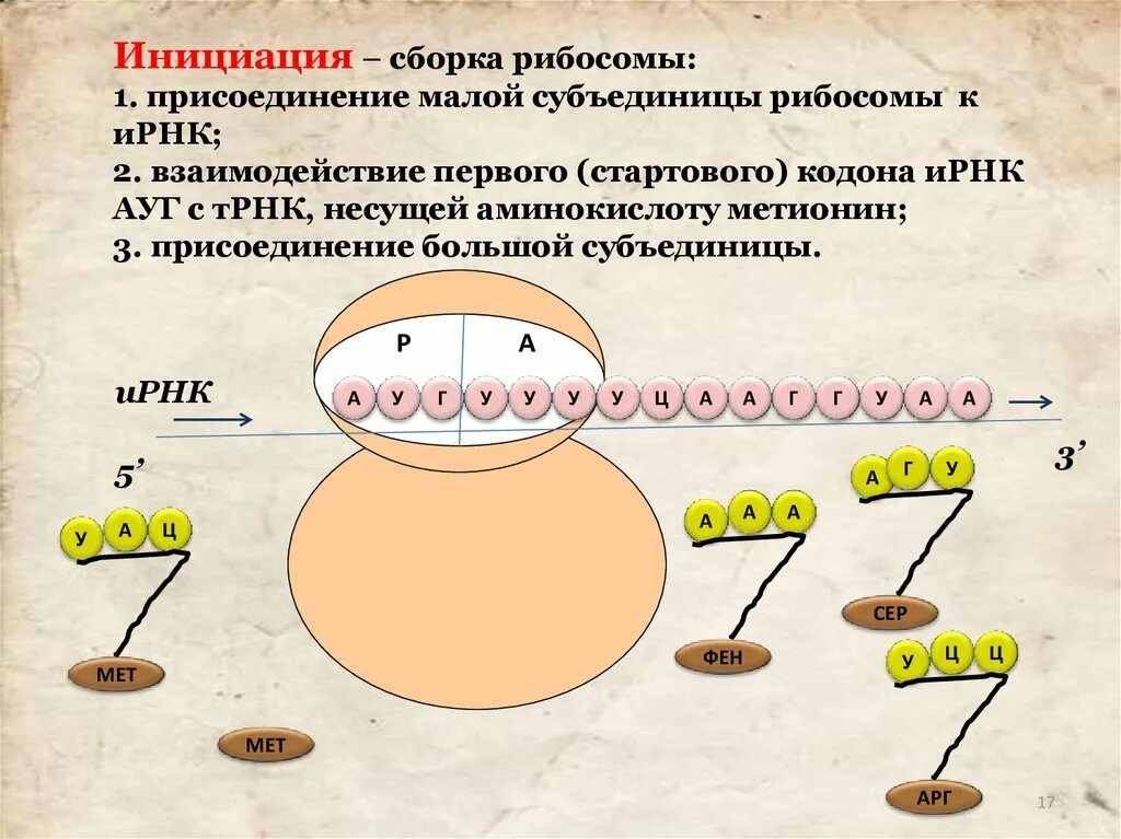 Биосинтез белка биология 10. Этапы трансляции биосинтеза белка инициация. Сборка рибосом. Стадия инициации биосинтеза белка. Сборка рибосомы схема.