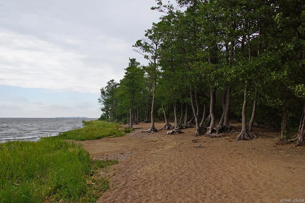 финский залив лисий нос. лисий нос курорт. лисий нос санкт-петербург финский залив. лисий нос санкт-петербург пляж. лисий нос курорт.
