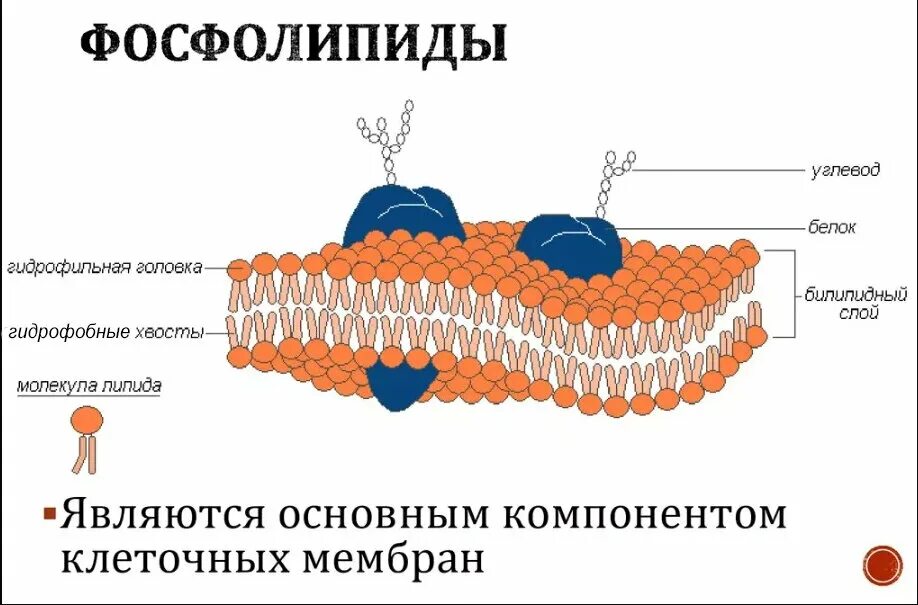 Клеточная мембрана биологические структуры. Схема строения плазматической мембраны клетки. Состоит из фосфолипидов и белков. Состоит из фосфолипидов и белков. Фосфолипиды клеточной мембраны.