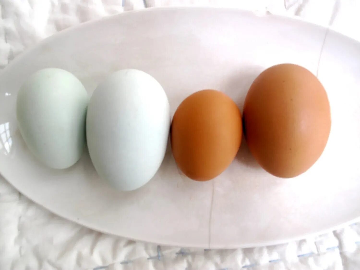 Обтянутые яйца. Яйцо куриное. Сорта яиц. Категории яиц. Яйца разные.