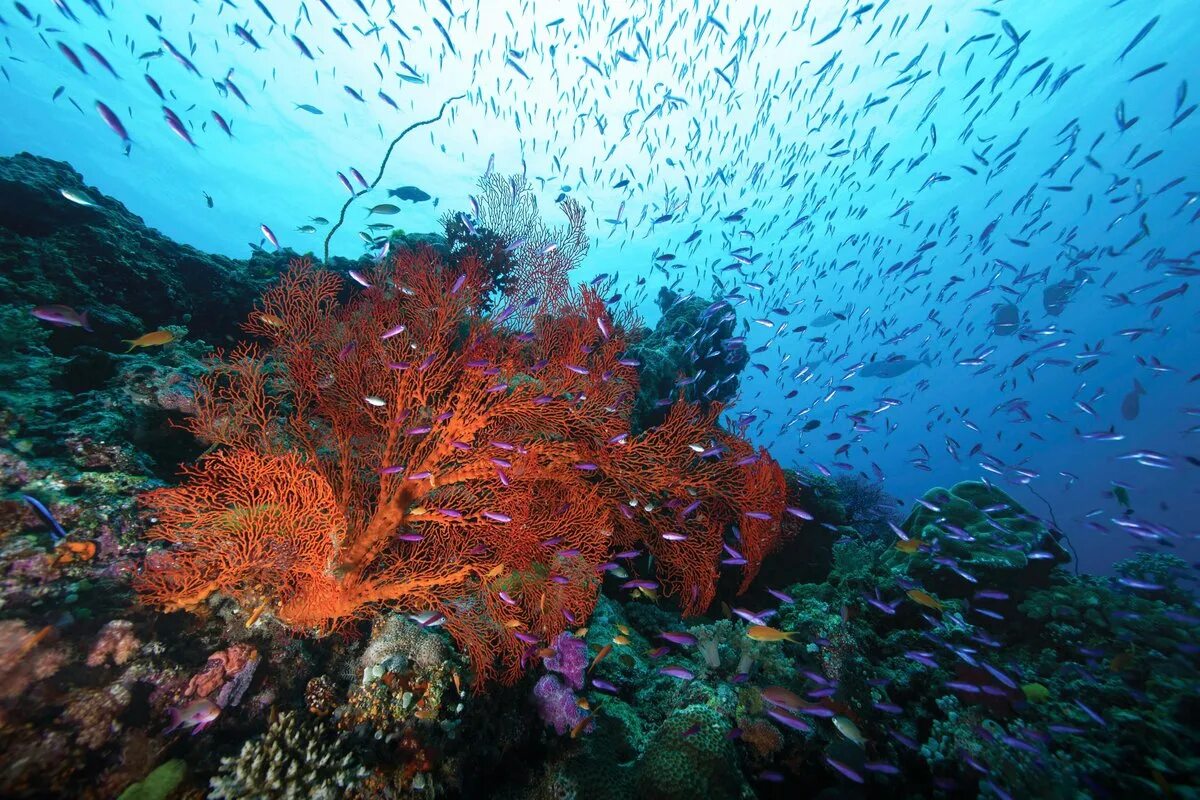 Great coral reef. Большой Барьерный риф Австралия. Коралловый риф в Австралии. Большой Барьерный риф кораллы. Австралия Барьерный риф кораллы.