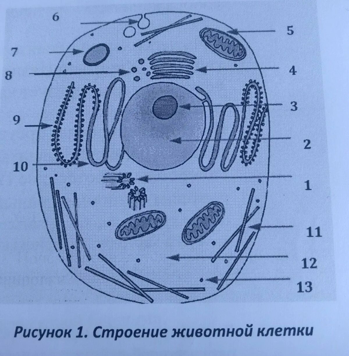 Схематичное строение клетки. Строение животной клетки схема с подписями. схема животной клетки с подписями. строение животной клетки рисунок с подписями биология. схема строения животной клетки рисунок с подписями.
