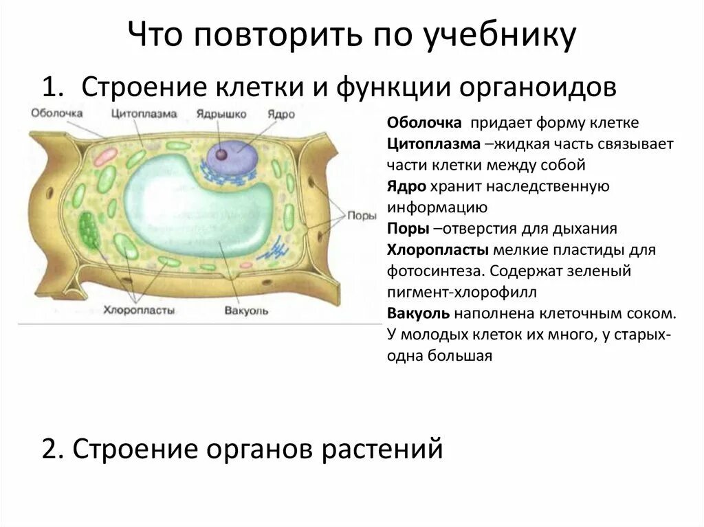 Структура клетки растения биология 6 класс. Растительная клетка строение и функции органоидов. Структура растительной клетки 6 класс биология. Структура клетки 6 класс биология. Строение растительной клетки ответы