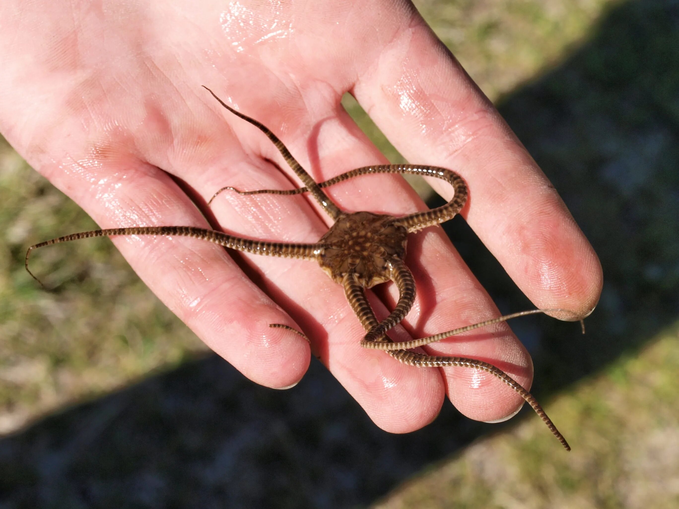 Змеи беспозвоночные. Ophiura albida. Офиуры змеехвостки. Зубастая змеехвостка. Беспозвоночные змеи.