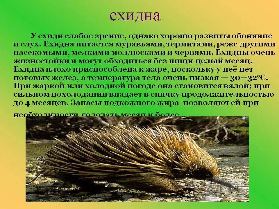 На каком материке живут ехидны. Ехидна млекопитающее. Ехидна описание животного. Отряд однопроходные ехидна. Австралийская ехидна характер.