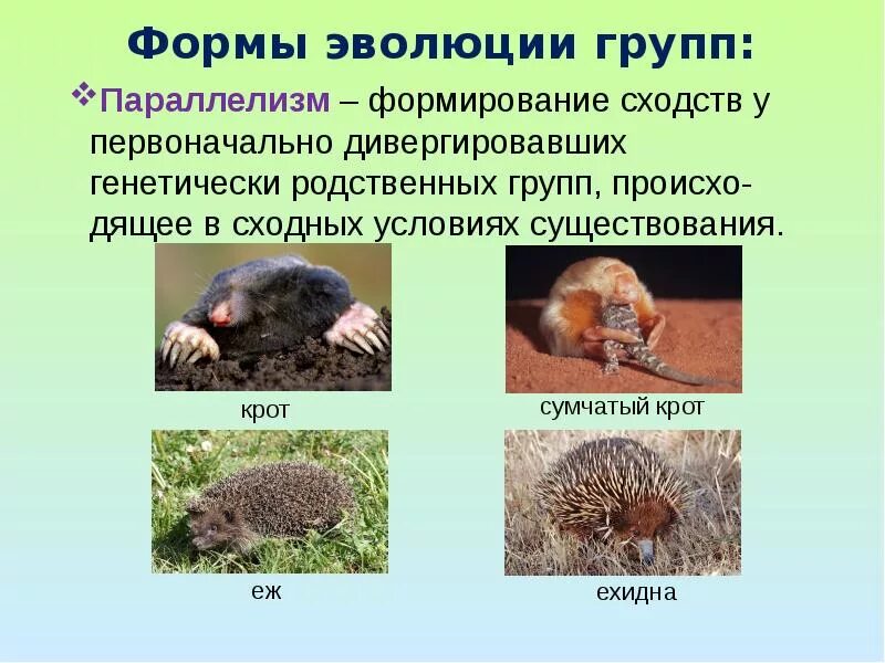 Параллелизм форма эволюции. Параллелизм примеры биология. параллелизм в эволюции примеры. эволюционные процессы параллелизм.
