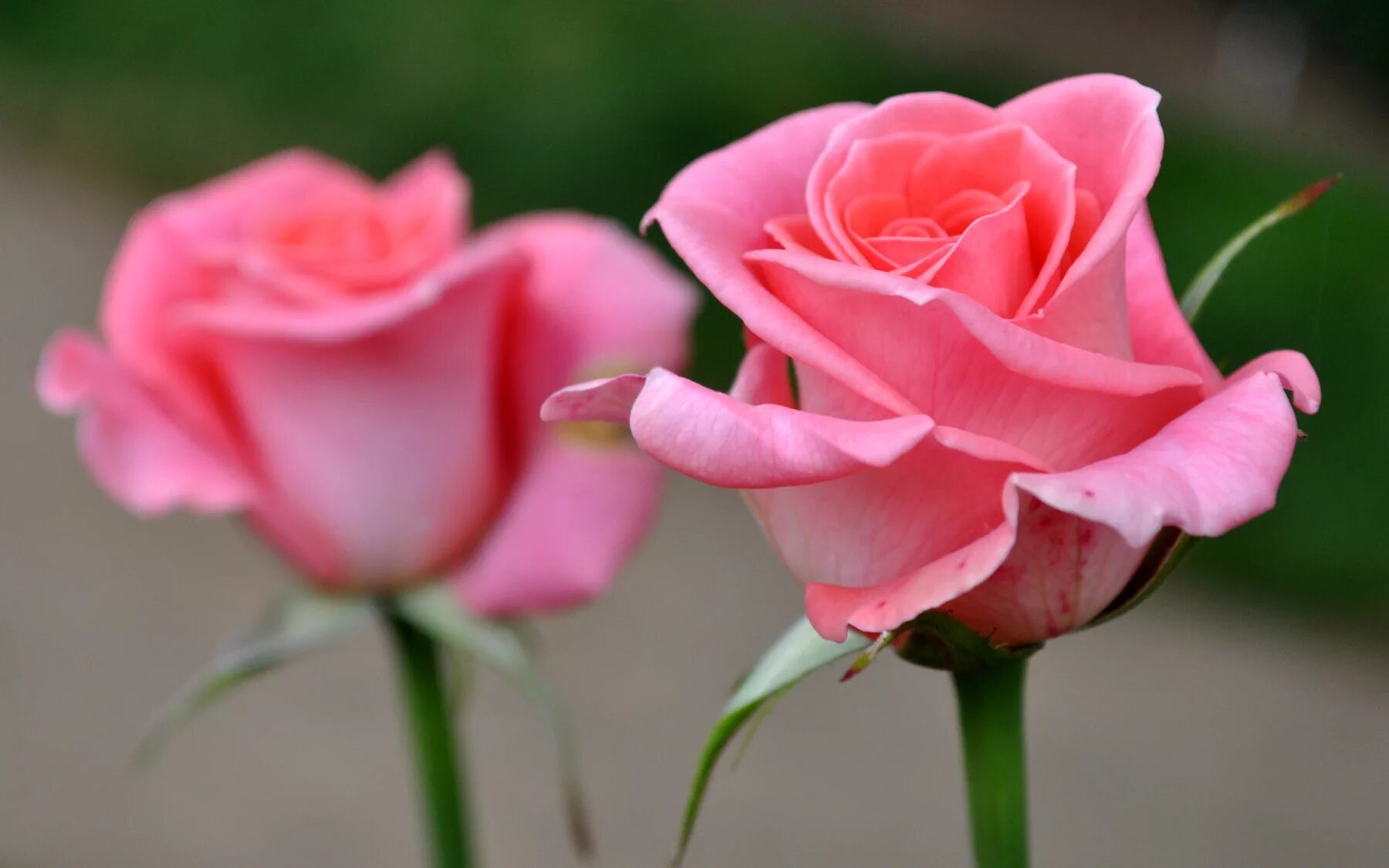 Бутон розы. Красивые бутоны роз. Розовые розы картинки. Бутон розовой розы