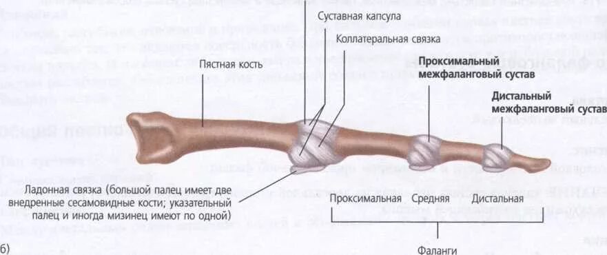 Пястно фаланговые суставы связки. 1 Пястно-фаланговый сустав кисти. Строение пястно фалангового сустава. Анатомия межфалангового сустава анатомия.