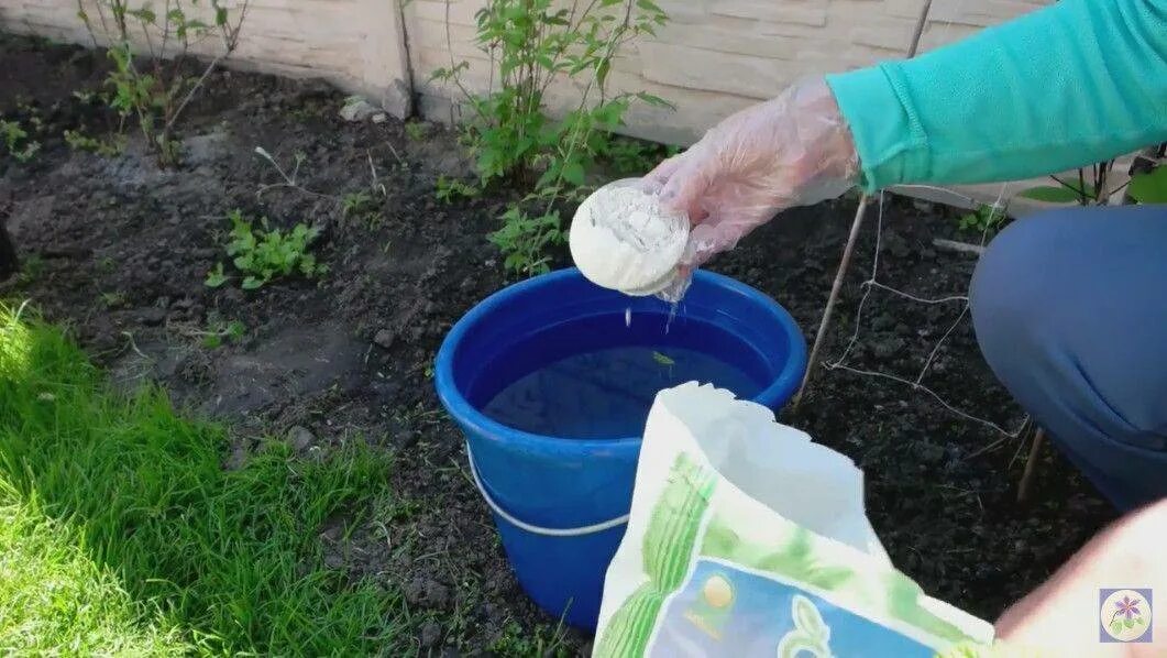 Можно поливать капусту. Известковое молочко для клематисов. Мел для удобрения капусты. Подкормка известковым молоком клематисов. Известковое молоко для полива растений.