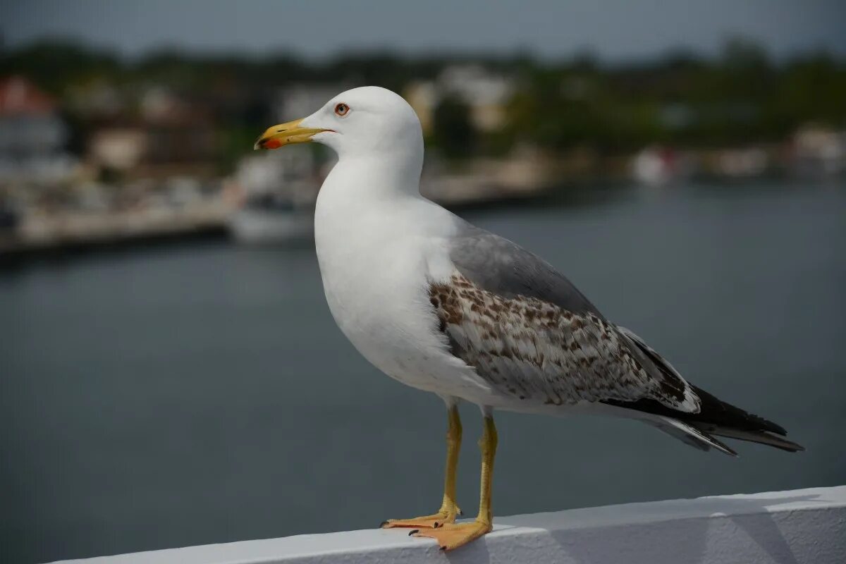 Морская птица 5 букв. Морская птица 5 букв. Северная птица рода чистиковых. Морская птица 5 букв. Европейская сельдевая чайка.