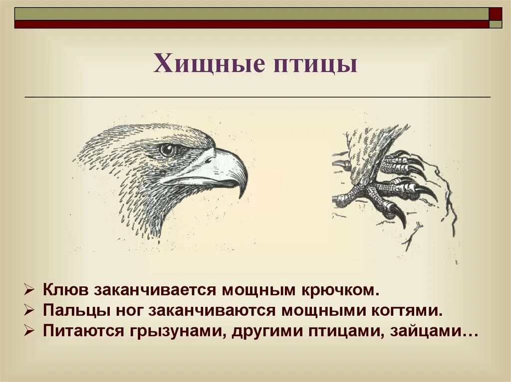 Птицы особенно дневные хищники. Строение дневных хищных птиц. Отряд дневные Хищные птицы строение. Строение клюва хищных птиц. Дневные Хищные птицы клюв.