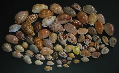 Ракушки каури