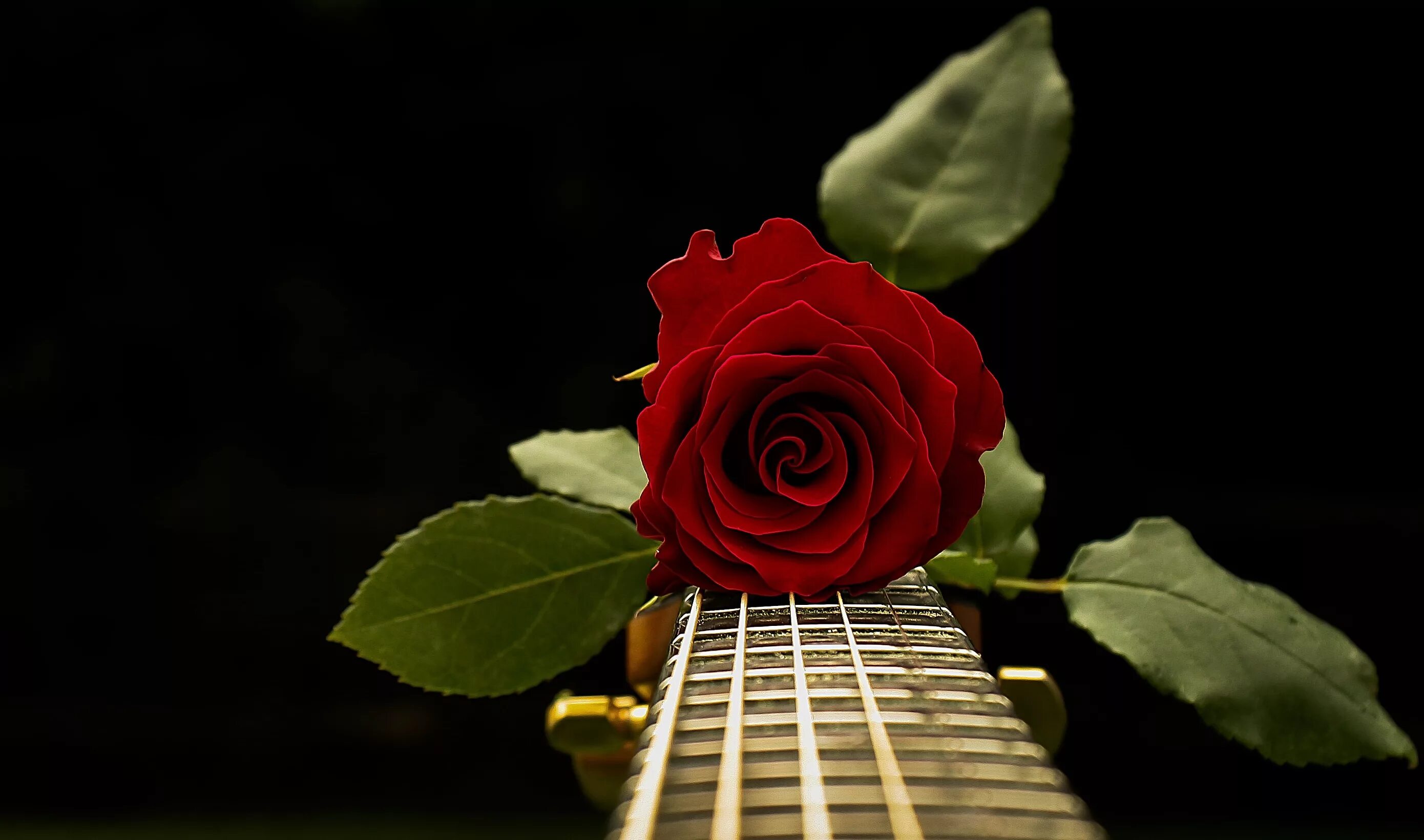 Музыка цветов мп3. Гитара цветы. Гитара с цветами. Музыкальный цветочек.