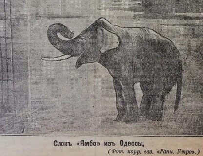 Проглотить слона