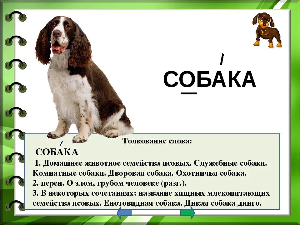 Толкование слов. Предложение со словом собака. Предложение со словом см обака. Словарное слово класс.