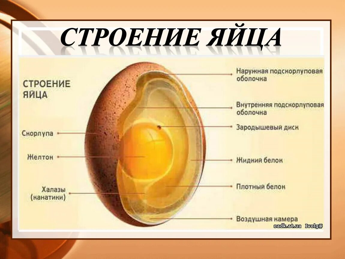 Строение скорлупы куриного яйца. Строение скорлупы яйца. Строение яйца с зародышем. Строение куриного яйца птиц. Местоположение яиц