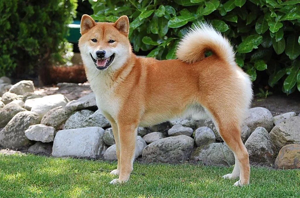 Собака похожая на лайку. Акита-ину. Японская Акита ину. Акита-ину (японская Акита). Акита Шиба ину.