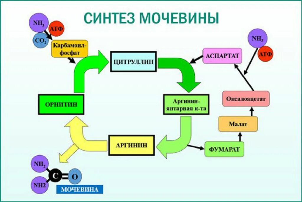 Почему низкий креатинин. Синтез коеатинин мочевины. Образование мочевины в организме. Образование и выведение мочевины. Где образуется мочевина в организме человека.