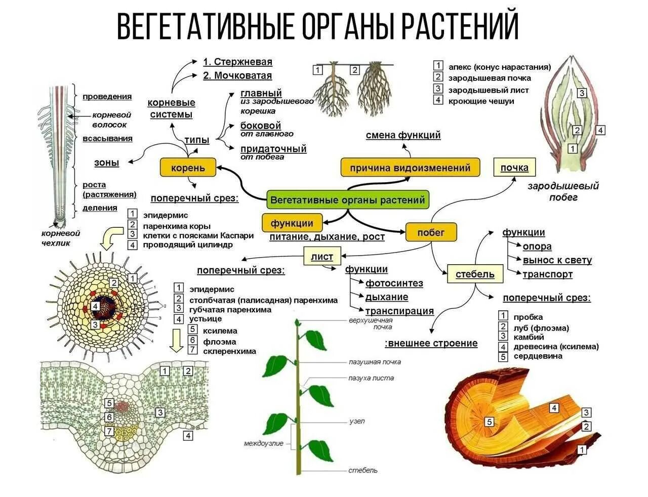 Процесс размножения листьев