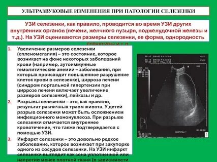 Узи печень желчный поджелудочная железа селезенка