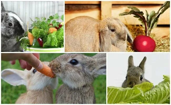 Можно ли кроликам редиску. Кролик с овощами. Овощи и фрукты для кролика. Кролик ест редиску. Кролик в редиске.