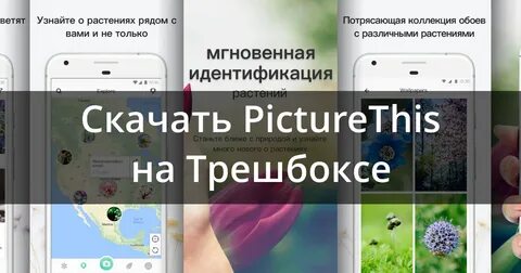 Программа распознай цветок