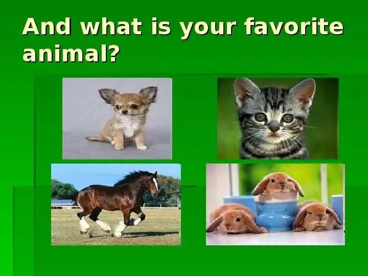 What s your favourite animal. Проект my favourite animal. What s your favourite animal 5-7 предлож. What s your favourite animal. My favourite animal 2 класс.