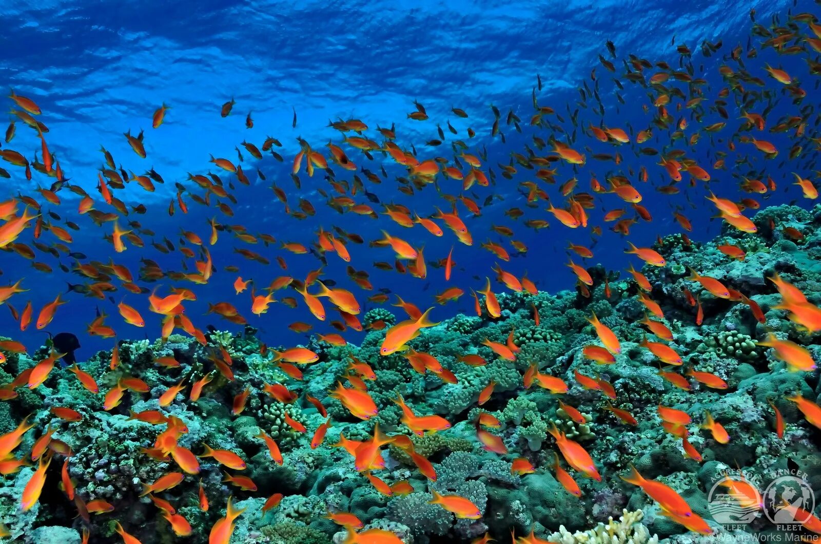 Какого океана является красное море. Красное море. Египет море. Морское дно. Рыбы красного моря.