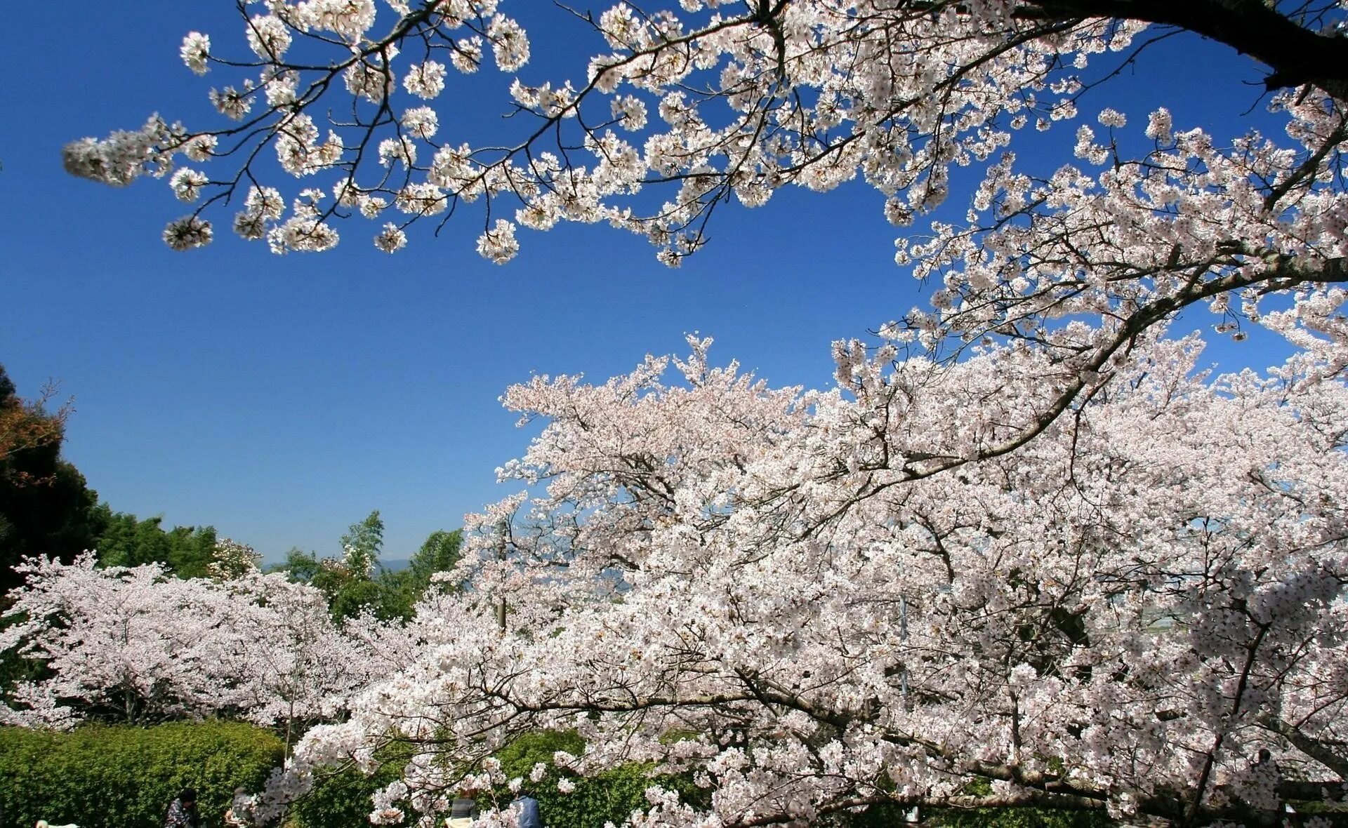 Цветение вишни фото. Вишня дерево цветение. Сакура гуллари. Вишни в цвету.