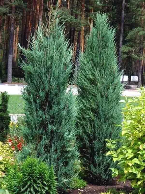 Можжевельник скальный (Juniperus scopulorum) является частью рода можжевельник, 