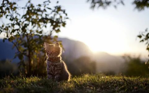 Cat light