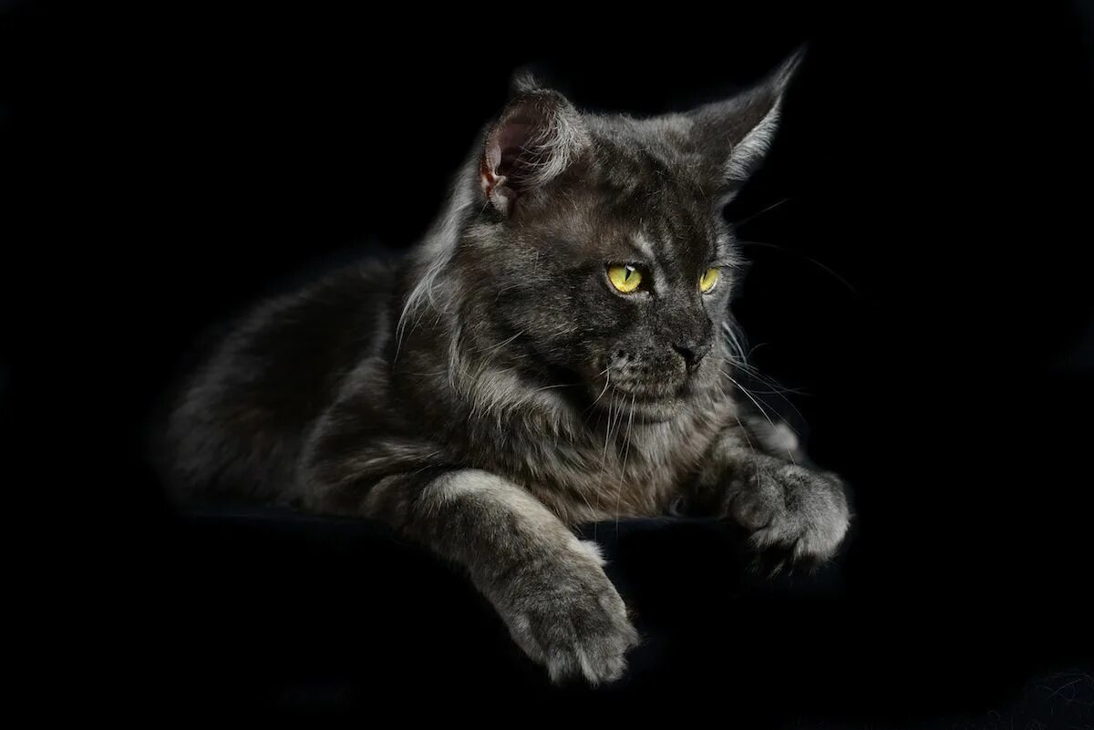 Рэгдолл и мейн кун. Мейн-кун. Коты мейн кун. Можно мейн куну сырое мясо. Имя для кота майкуна мальчик.